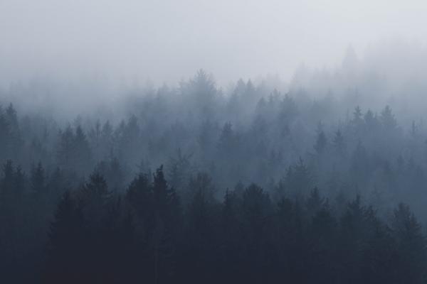 Bos in de mist